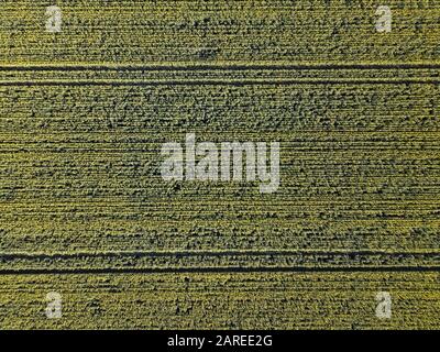 Landwirtschaft Luftbild mit Rapspflanzen und abstrakten Hintergrundlinien in einer landwirtschaftlichen Landschaft, Victoria, Australien. Stockfoto