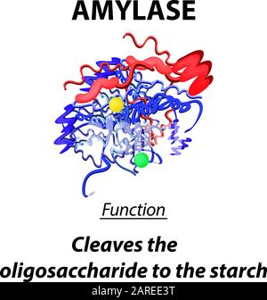 Molekularstrukturelle chemische Formel der Amylase. Die Funktionen des Enzyms Amylase Verdauungstrakt. Zerlegt Stärke auf Oligosaccharide Stock Vektor