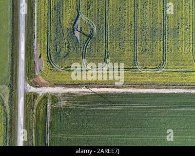 Rapspflanzen Luftbild, Verbindung von Feldwegen und Hintergrundmuster in einer landwirtschaftlichen Landschaft, Victoria, Australien. Stockfoto