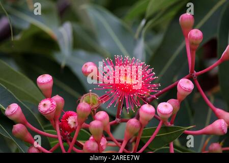 Blumen: Schön rosa und rot blüht draußen im Garten an einem schönen Sommermorgen. Stockfoto