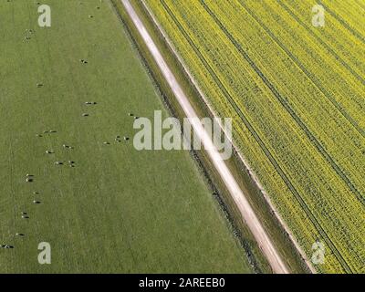 Gelbe Feld Luftaufnahme von Rapskulturen, Schafen und geraden Feldweg oben in einer landwirtschaftlichen Landschaft, Victoria, Australien. Stockfoto