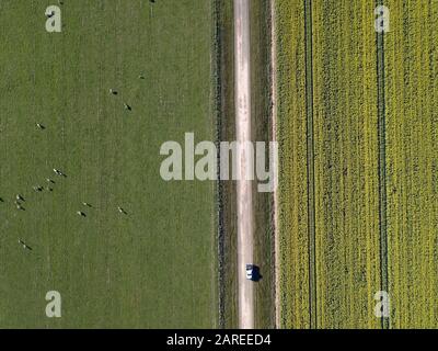 Gelbe Feld Luftaufnahme von Raps, Schafe, Fahrzeug und Feldweg oben in einer landwirtschaftlichen Landschaft, Victoria, Australien. Stockfoto