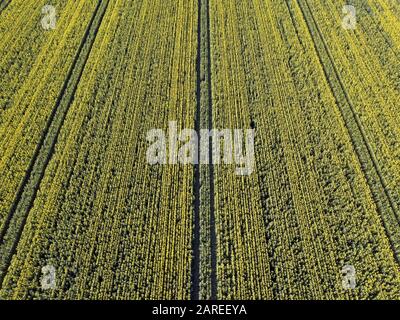 Canola erntet Luftbild und Hintergrundmuster in einer landwirtschaftlichen Bauernlandschaft, Victoria, Australien. Stockfoto