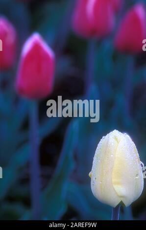 REGENTROPFEN AUF EINER EINZELNEN WEIßEN TULPE (TULIPA) MIT ROSA TULPEN IM HINTERGRUND. Stockfoto