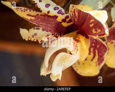 Upside-down Orchid, Stanhopea nigroviolacea Orchideen in herrlicher Blüte, subtropischer Australian Garden Stockfoto