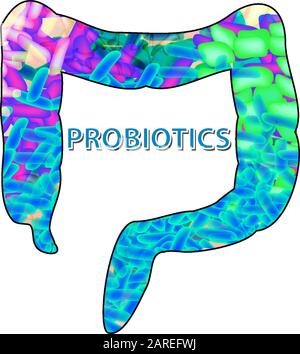 Gute Bakterienflora im Dickdarm. Probiotisch, präbiotisch, synbiotisch, Lactobacillus, bifidobacterium. Infografiken. Vektorgrafiken auf isoliert Stock Vektor