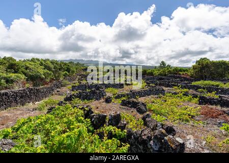 Ein alter Weinberg unterhalb der Hänge des Pico auf der Pico Insel auf den Azoren, Portugal. Stockfoto