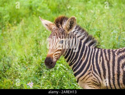 Porträt eines Zebrabildes von Burchell im Kruger National Park in Südafrika im horizontalen Format Stockfoto