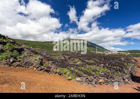 Die Sommersonne scheint auf einen Weinberg in der Nähe von Sao Mateus Stockfoto