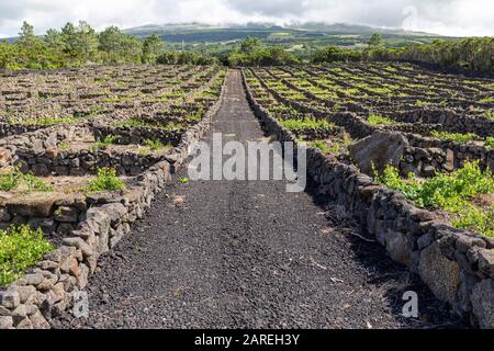 Ein großer Weinberg unterhalb der Hänge des Pico auf der Pico Insel auf den Azoren, Portugal. Stockfoto