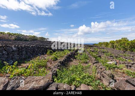 Alte vulkanische Weinberge in der Nähe von Lajido auf der Pico-Insel auf den Azoren, Portugal. Stockfoto