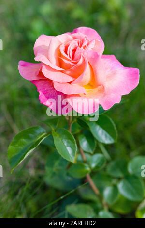 Rose. Rosa Blume im Sommergarten Stockfoto