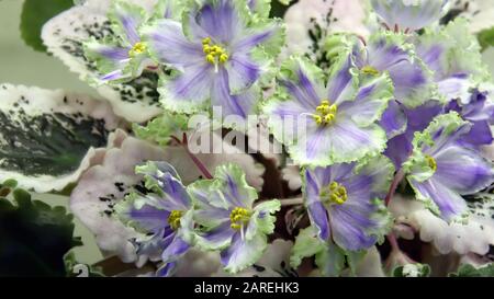 Blumenhintergrund mit schönen blassblauen Blumen von afrikanischem Violett oder Saintpaulia aus nächster Nähe Stockfoto