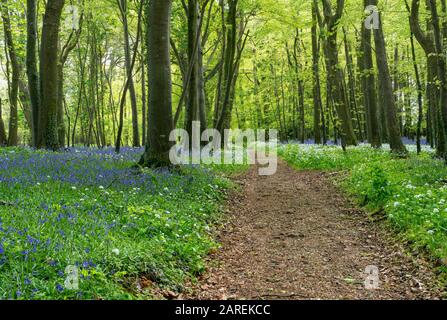 Browns Schinken Woods, Bluebell Wood, North Devon, Großbritannien Stockfoto