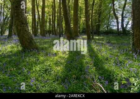 Browns Schinken Woods, Bluebell Wood, North Devon, Großbritannien Stockfoto