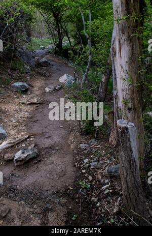 Schmaler und üppiger grüner Bergsteigerpfad zwischen Bäumen in den Bergen von teheran, golabischer darreh, nördlich von teheran, iran Stockfoto