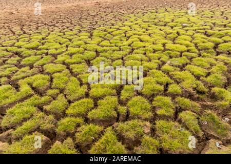 Das Land mit trockenem Boden und Gras bedeckte die globale Erwärmung Stockfoto