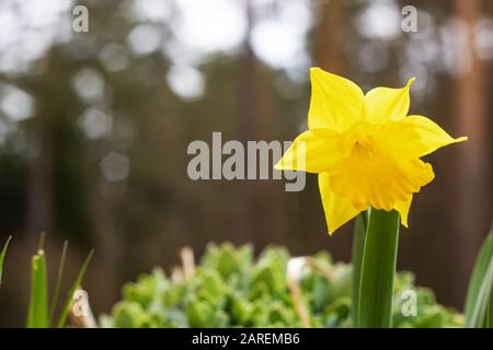 Gelbe Narzienblume schließen sich vor einem Wald-Hintergrund-Kopierraum Stockfoto