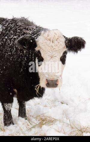 Eine weiße schwarze Kuh in einer schneebedeckten Bauernweide in Beavertail, Montana. Stockfoto