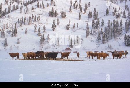 Schottisches Hochlandvieh auf einer schneebedeckten Bauernweide in Beavertail, Montana, im Granite County. Stockfoto