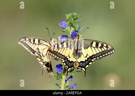 Schwalbenschwanz (Papilio machaon), sitzend auf Vipers Buglanz (Echium vulgare), Hessen, Deutschland Stockfoto