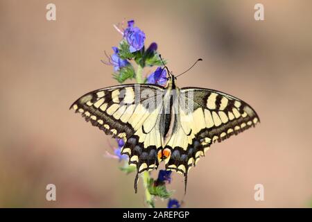 Schwalbenschwanz (Papilio machaon), sitzend auf Vipers Buglanz (Echium vulgare), Hessen, Deutschland Stockfoto
