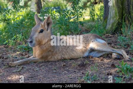 Patagonian mara (Dolichotis patagonum), ein relativ großes Nagetier, das in offenen und halboffenen Lebensräumen Argentiniens gefunden wurde Stockfoto