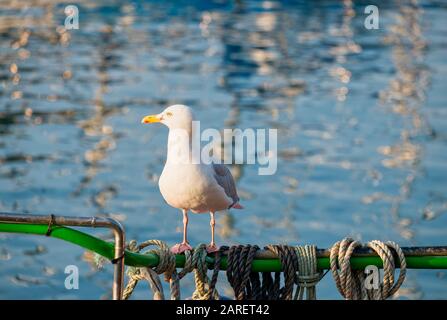 Seagull thront am Rande eines Bootes mit Seil, das am Hafen von Ilfracombe, North Devon, Großbritannien, herumgebunden ist Stockfoto