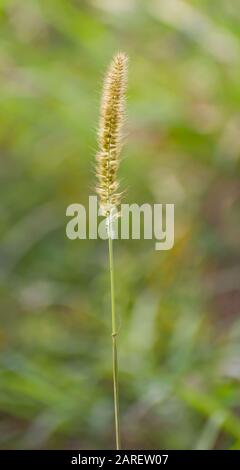 Timothy Grass (Phleum Pratense) ist ein reichlich beständiges Gras, das in den meisten europäischen Ländern mit Ausnahme des Mittelmeeres beheimatet ist. Stockfoto