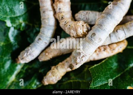 Gruppe von Seidenraupen, Bombyx mori, von oben essen Maulbeerblättern gesehen. Stockfoto