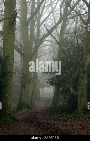 Fußweg im Nebel auf den Clent Hills, Worcestershire, England, Großbritannien. Stockfoto