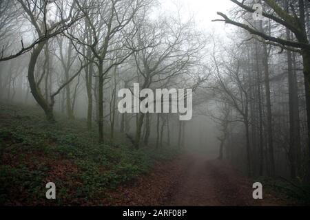 Fußweg im Nebel auf den Clent Hills, Worcestershire, England, Großbritannien. Stockfoto