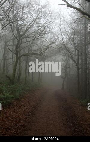 Fußweg im Nebel auf den Clent Hills, Worcestershire, England, Großbritannien. Stockfoto