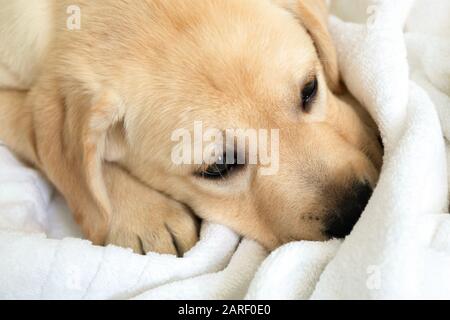 Süßer kleiner sechswöchiger goldener Vergeluppenwelpen, der auf weißem Hintergrund schläft. Stockfoto