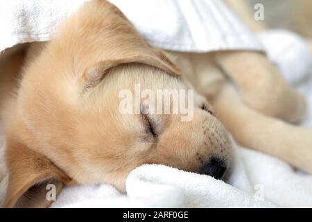 Wunderbarer kleiner Welpe, der auf dem Bett liegt, Labrador Hund schläft Stockfoto