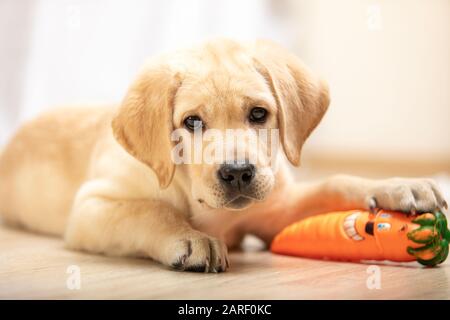 Niedliches Labrador Retriever Welpen von der Kamera auf dem Boden, die Gummispielzeug für Hund hält. Stockfoto