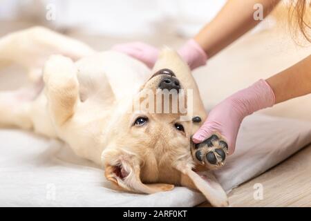 Tierarzt untersucht einen niedlichen neun Wochen alten Hundewelpen. Stockfoto