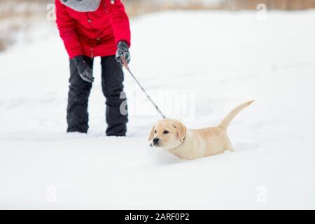 Erwachsene Frau, die mit ihrem Welpen Labrador am Wintertag in Schneeverwehungen spazieren geht. Stockfoto