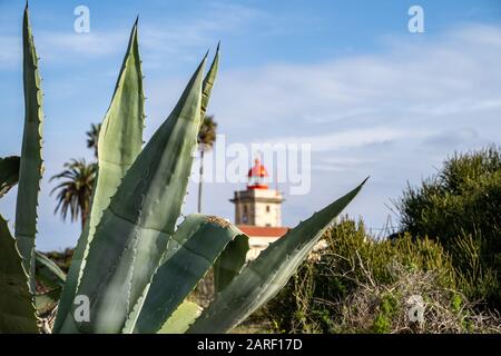 Ponta da Piedade Lighthouse in der Nähe von Lagos, Portugal an der Algarve. Konzentrieren Sie sich auf die Aloe Anlage mit dem Lichthaus Stockfoto