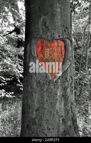 Valentines liebes Herz rot gemalt, ausgehöhlt in der Rinde eines Baumes in den Gehölzen in Buckinghamshire, England, Großbritannien Stockfoto