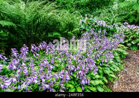 Perennial Garden Border Blue Flowers Hosta 'Betsy King' Garden Edging Shady Garden Scene Hostas Ferns Plantain Lily Flowering Path Juli Sommer Stockfoto