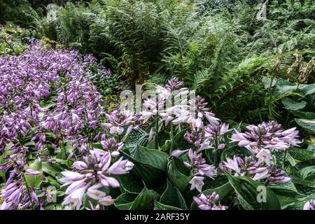 Hostas Farns Grenzgarten Stockfoto