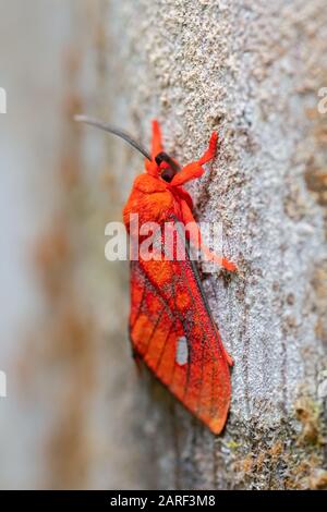 Tiger-Motte - Ernassa justina, schöne rote Motte aus Südamerika, östlichen Andenhängen, Wild Sumaco Lodge, Ecuador. Stockfoto