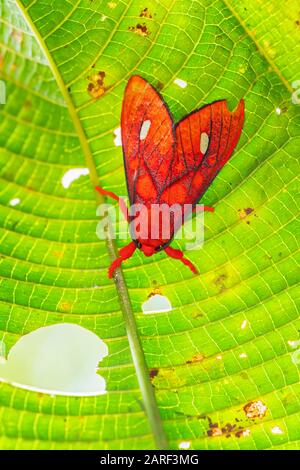 Tiger-Motte - Ernassa justina, schöne rote Motte aus Südamerika, östlichen Andenhängen, Wild Sumaco Lodge, Ecuador. Stockfoto