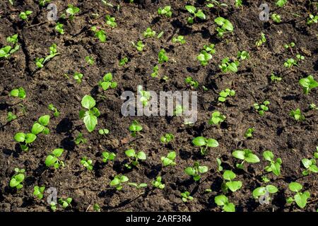Grüne Pflanzensprosse auf schwarzem Grund nah oben, Makrofoto Stockfoto