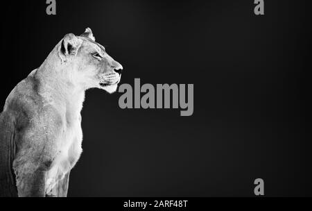 Löwenweibchen, Löwin, Panthera leo, Porträt in Schwarz-Weiß-Nahaufnahme mit Schreibraum Stockfoto