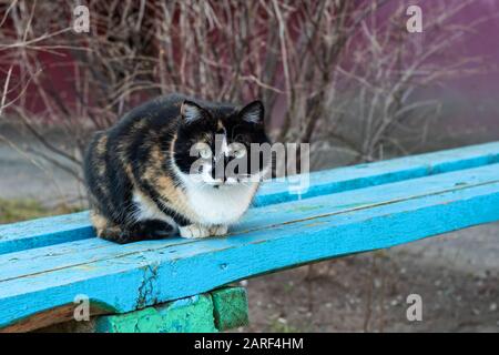 Trikolorkatze liegt auf einer blauen Bank Stockfoto