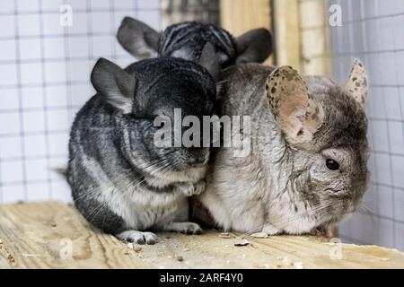 Drei Chinchilla in einem Käfig in der Nähe Stockfoto