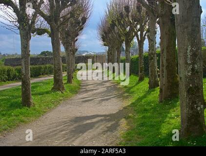 Kleiner Fußweg mit Bäumen auf beiden Seiten Stockfoto