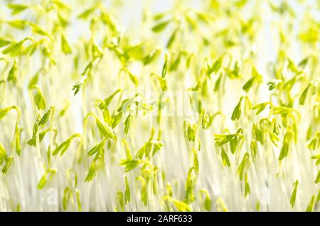 Grüne Linsensprosse im Sonnenlicht, Makrolebensmittelfoto. Sprießende französische Grünlocken, auch Puy-Linsen genannt. Grüne Sämlinge und junge Pflanzen. Stockfoto